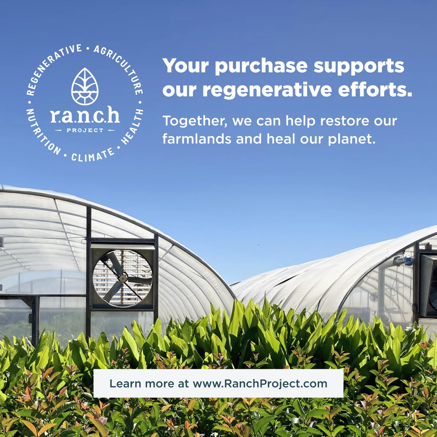 Ancient Nutrition Bone Broth Protein