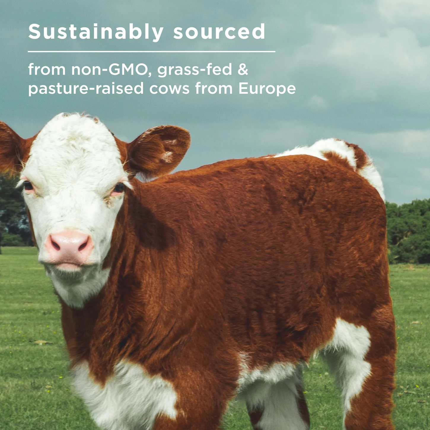 Ancient Nutrition Bone Broth Protein