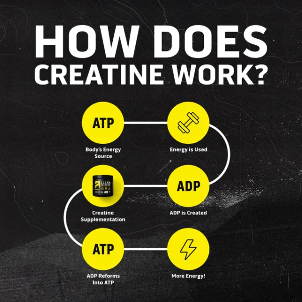 Ascent Clean Creatine 45 servings