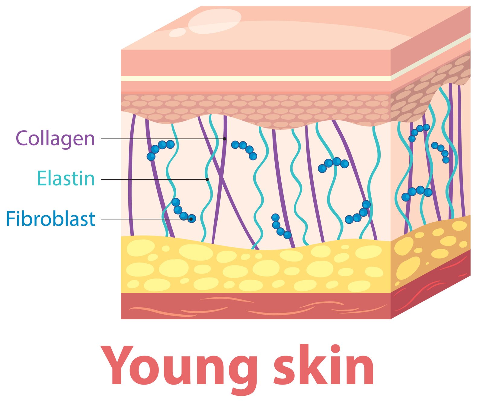 collagen for athletes