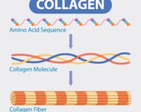 collagen for athletes