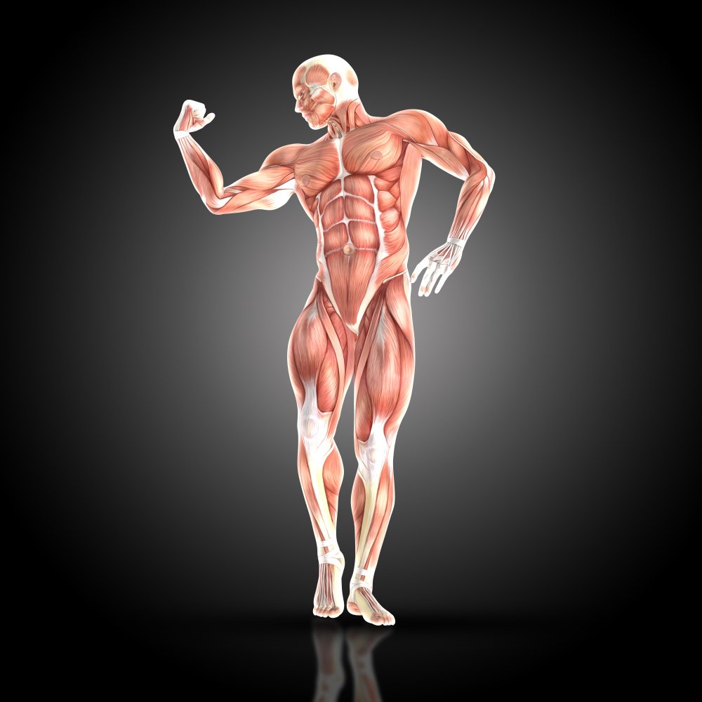 muscle gain supplements muscle gain supplements