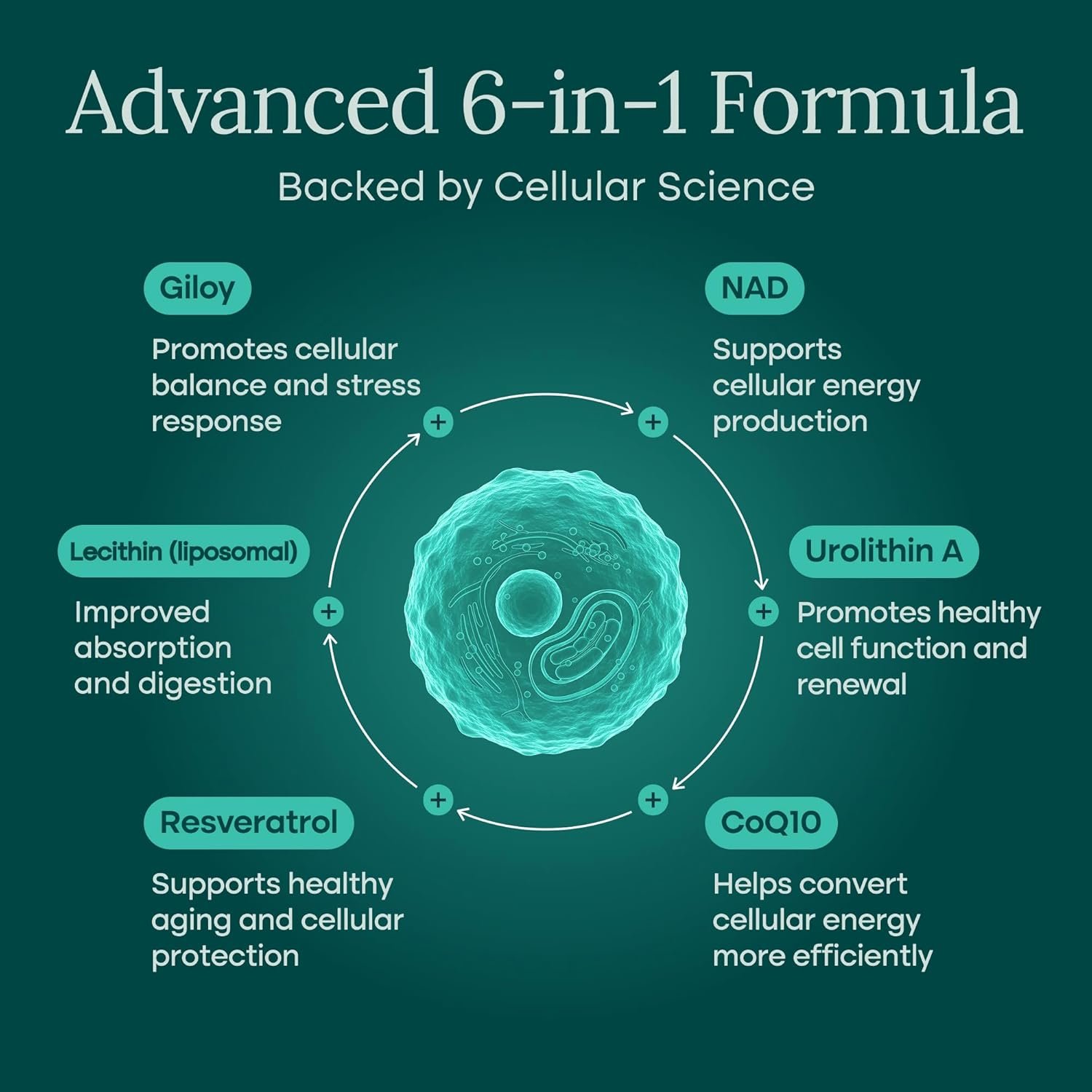 Liposomal NAD+ Supplement with Resveratrol Urolithin A CoQ10 and Giloy 9