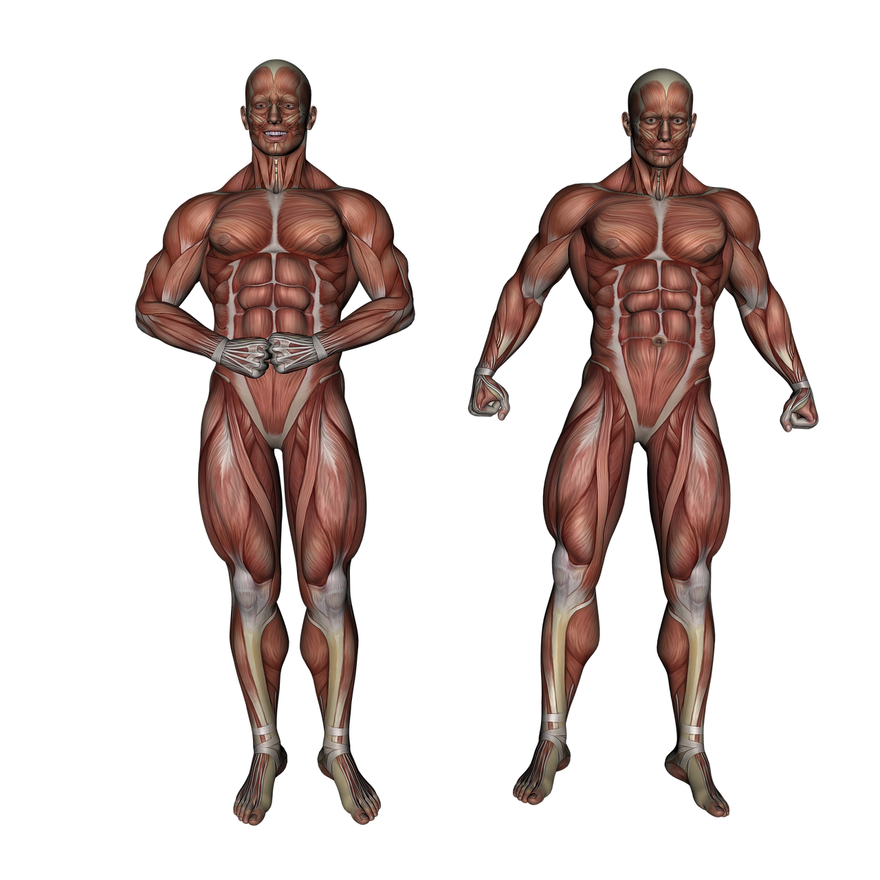 how to develop huge arms